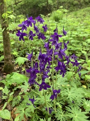 Delphinium tricorne