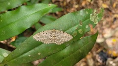 Percnia fumidaria