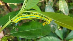 Macroglossum passalus