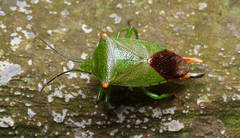 Acanthosoma labiduroides