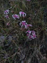 Nerine frithii