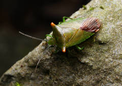 Acanthosoma labiduroides