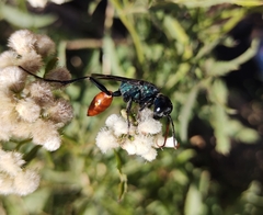 Chlorion hemipyrrhum