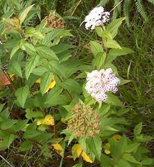 Spiraea formosana