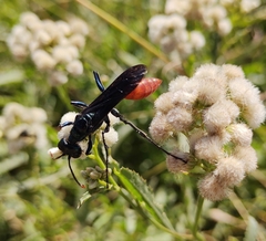 Chlorion hemipyrrhum