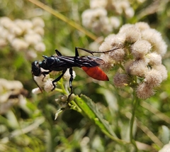 Chlorion hemipyrrhum