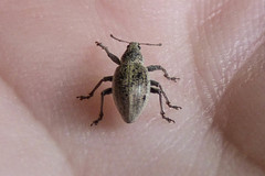 Sciaphobus squalidus