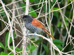 Thamnophilus palliatus