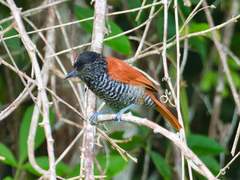 Thamnophilus palliatus