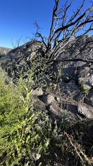 Acourtia microcephala