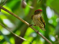 Machaeropterus regulus