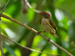 Machaeropterus regulus