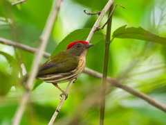 Machaeropterus regulus