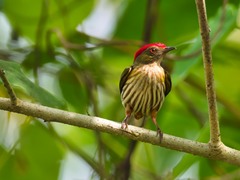 Machaeropterus regulus