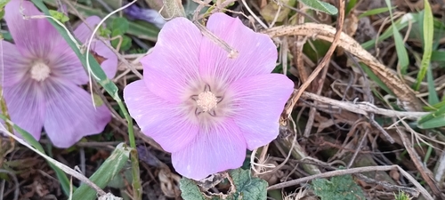 Alcea acaulis (Alcea acaulis)