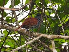 Thamnophilus palliatus