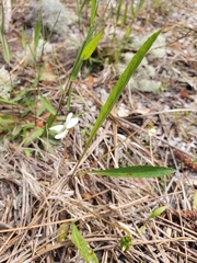 Viola vittata