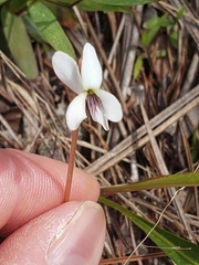 Viola vittata