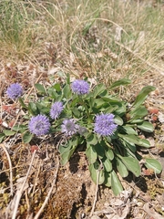 Globularia bisnagarica