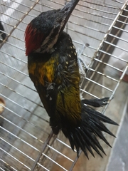 Dinopium benghalense