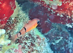 Apogon townsendi