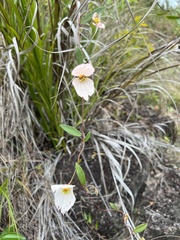Dalechampia schippii
