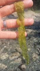 Ulva linza