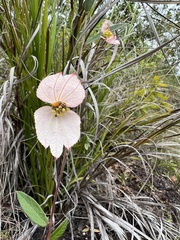 Dalechampia schippii