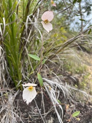 Dalechampia schippii