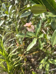 Dalechampia schippii