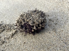 Strongylocentrotus purpuratus
