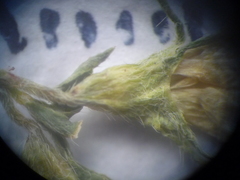 Lotus stepposus