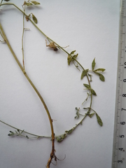 Lotus stepposus