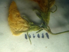 Lotus stepposus