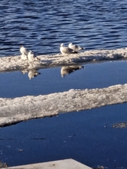 Larus argentatus