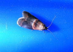 Acrobasis demotella