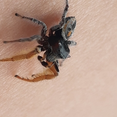 Phidippus mystaceus
