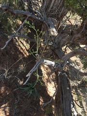 Frasera albomarginata