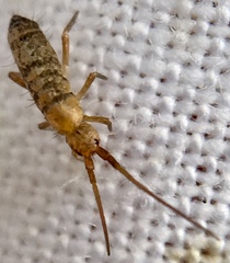 Pogonognathellus longicornis