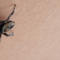 Phidippus mystaceus