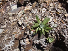 Dudleya caespitosa
