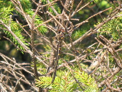 Somatochlora forcipata