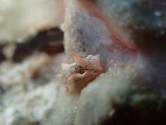 Sagaminopteron psychedelicum