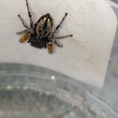 Phidippus mystaceus