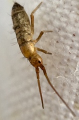 Pogonognathellus longicornis