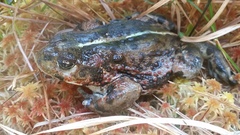 Anaxyrus boreas boreas
