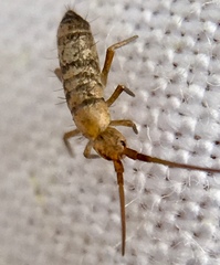 Pogonognathellus longicornis