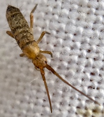 Pogonognathellus longicornis