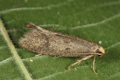 Pseudatemelia josephinae