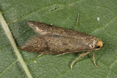 Pseudatemelia josephinae